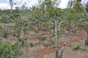 cây cà phê còi cọc