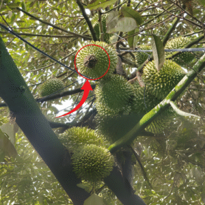 Nhận diện sớm bệnh thối trái