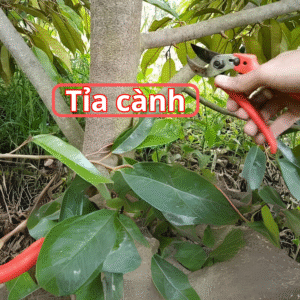 Tỉa cành hợp lý để thông thoáng, giúp trái nhanh khô sau mưa.