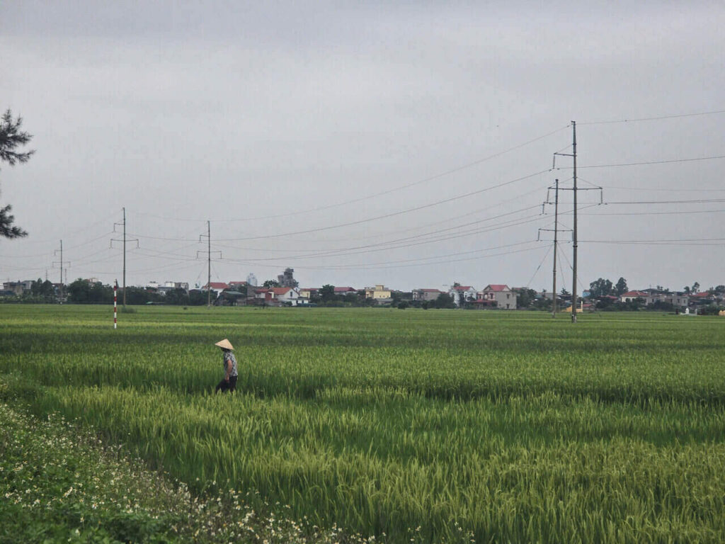 Bảo vệ cây lúa mùa mưa