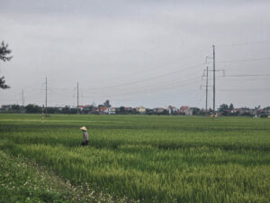 Bảo vệ cây lúa mùa mưa