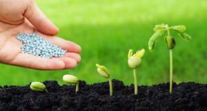 bón sai thời điểm cây trồng