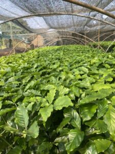 giống cà phê tốt